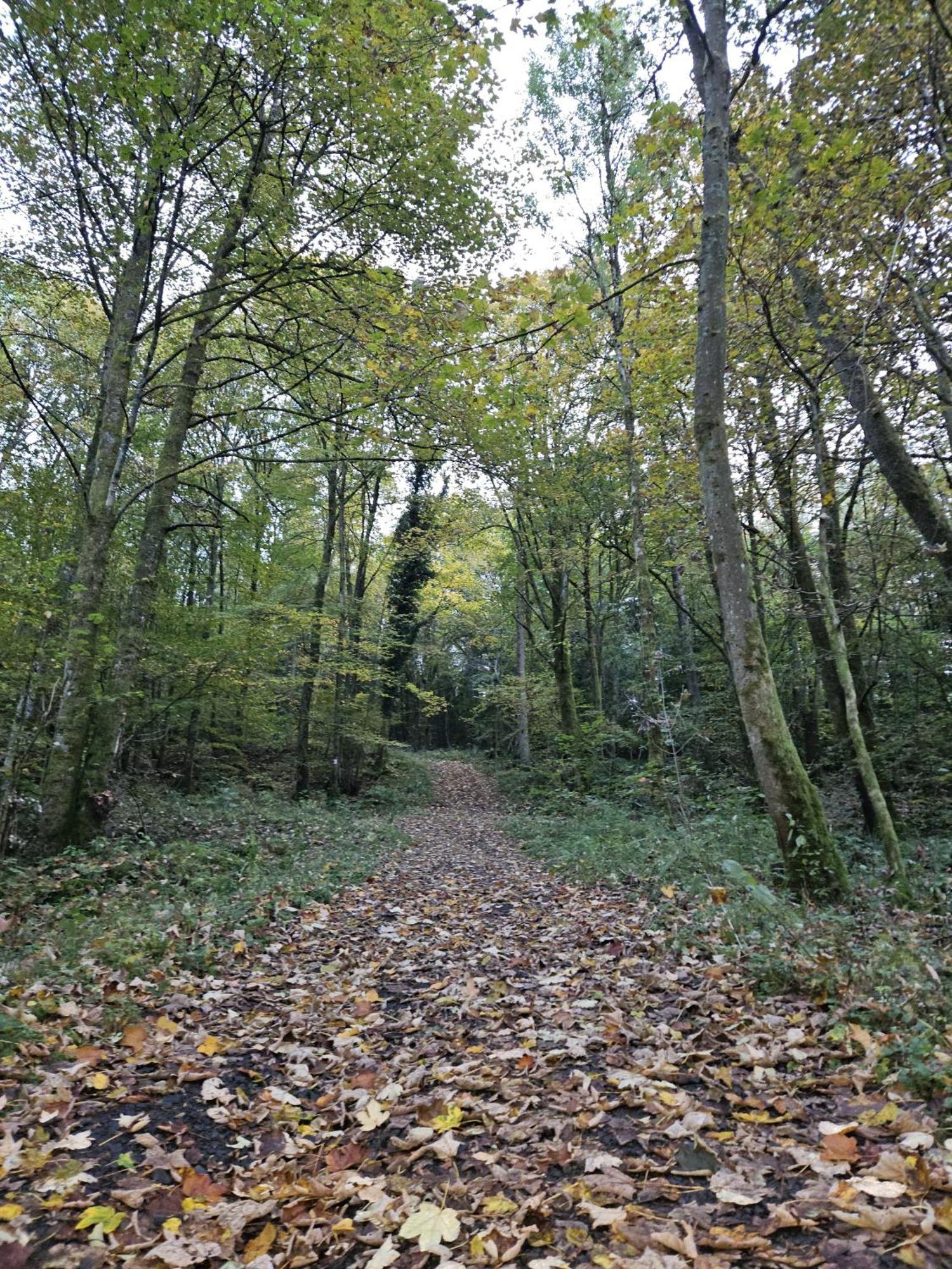 Gemuetliche Ferienwohnung Im Westerwald - "Ferienwohnung Grau" Weitefeld Екстер'єр фото